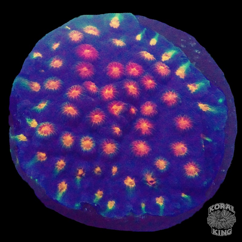 Monet Madness Cyphastrea Frag
