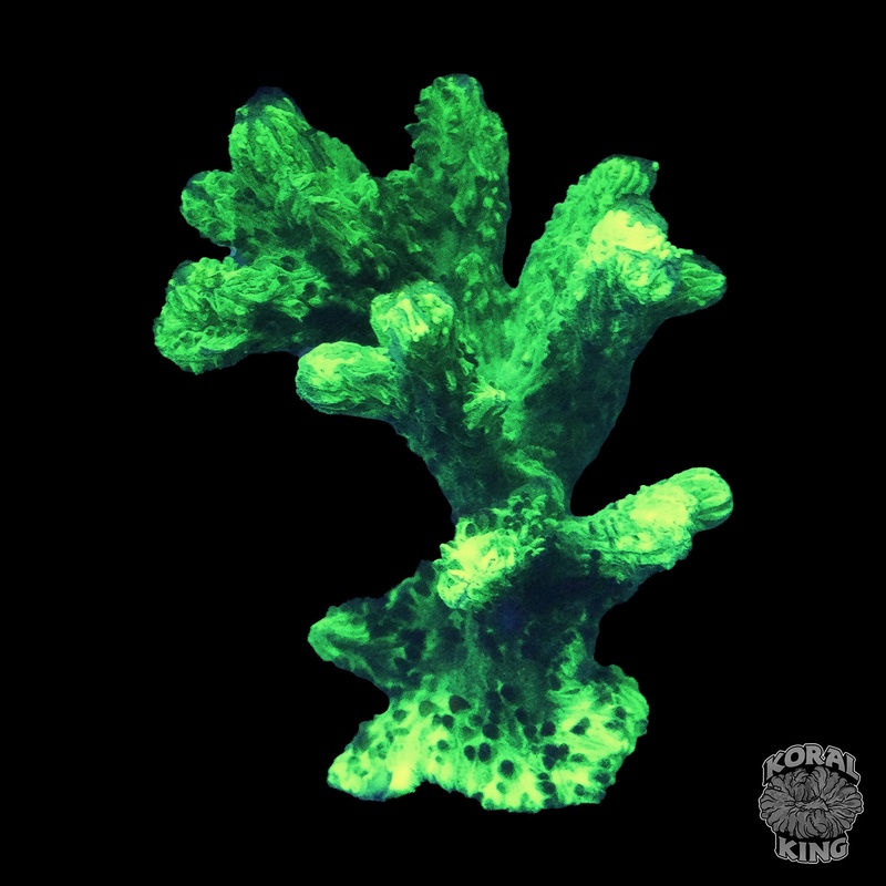 Neon Green Branching Hydnophora