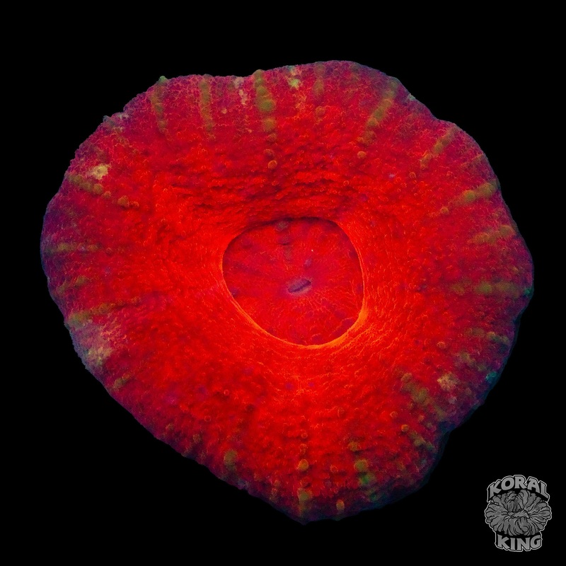 Orange Halo Scoly