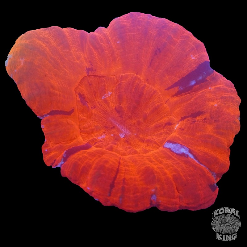 Orange Scoly