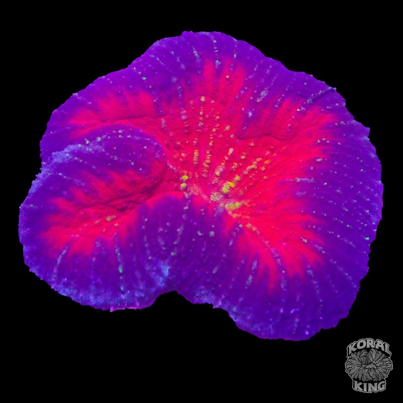 Pixie Lobophyllia