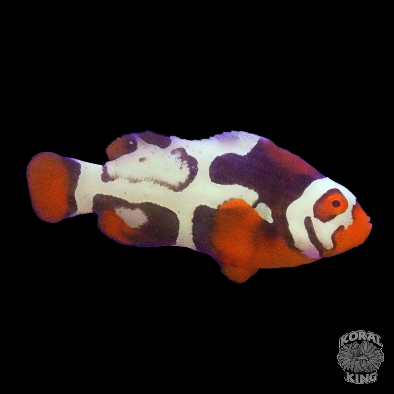 Premier Black Helmet Picasso Clown