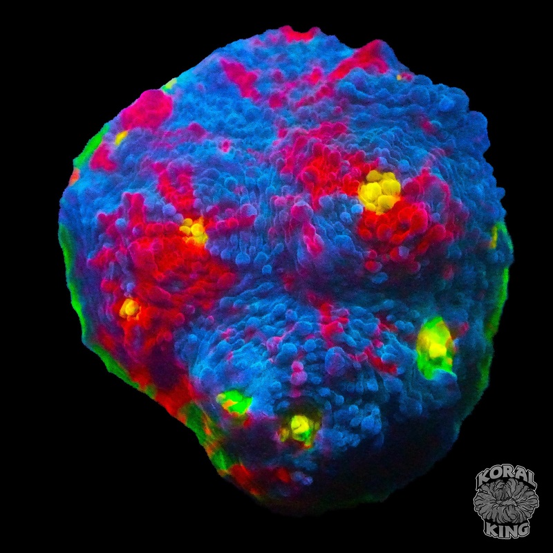 Rainbow Chalice w/ Green