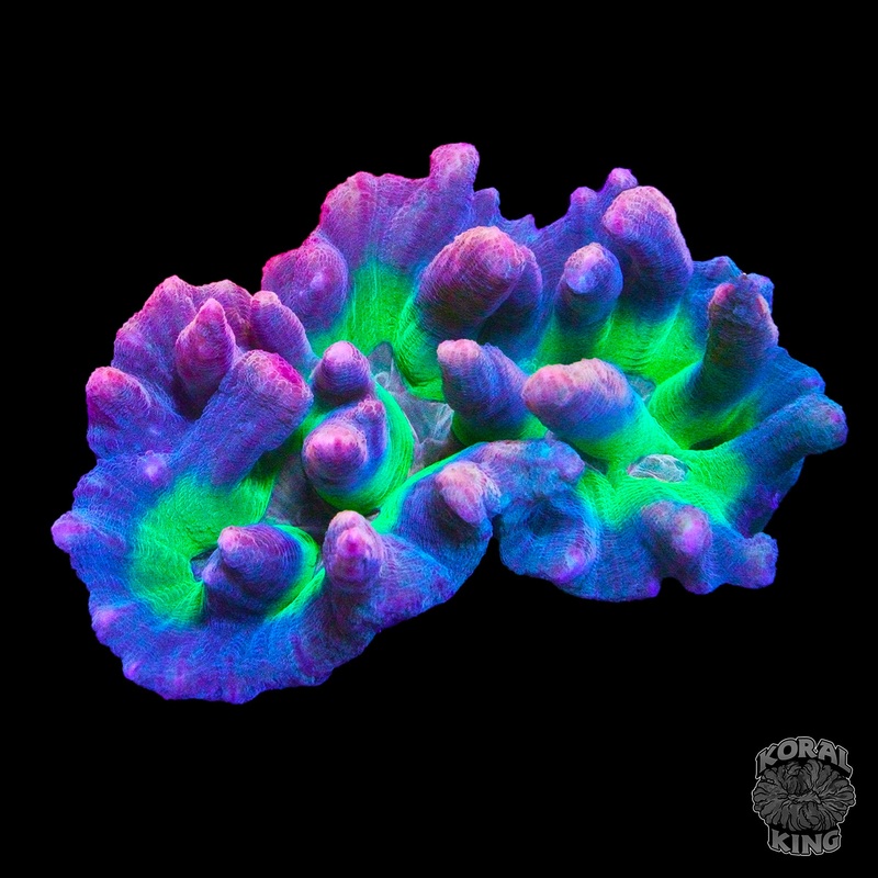 Rainbow Pectinia