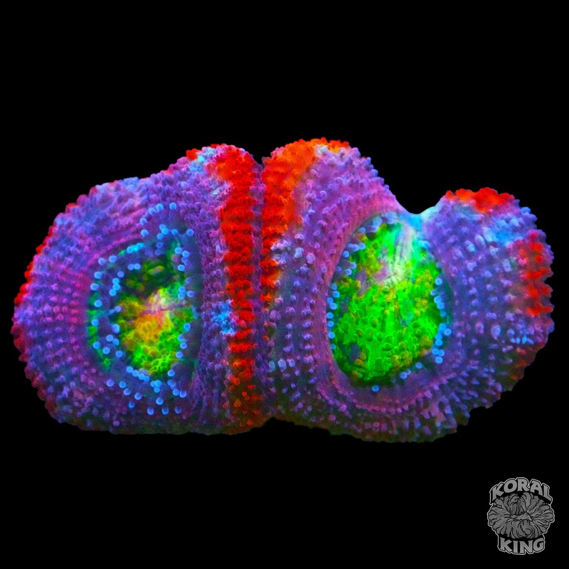 Red and Purple Acan
