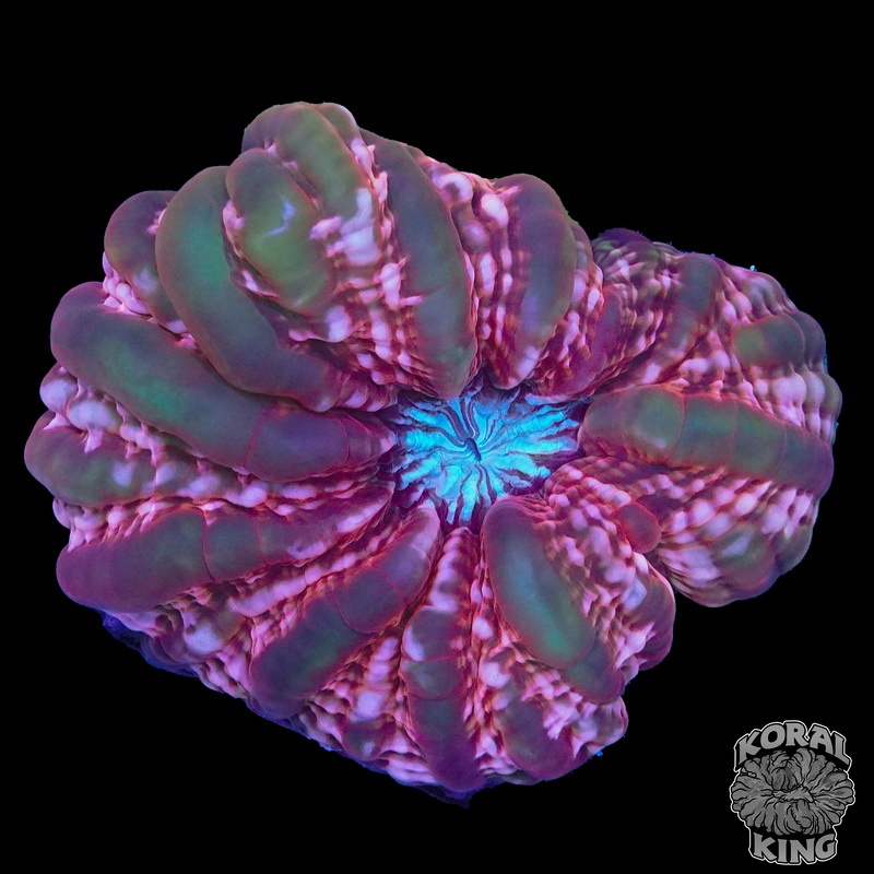 Ruby's Indophyllia