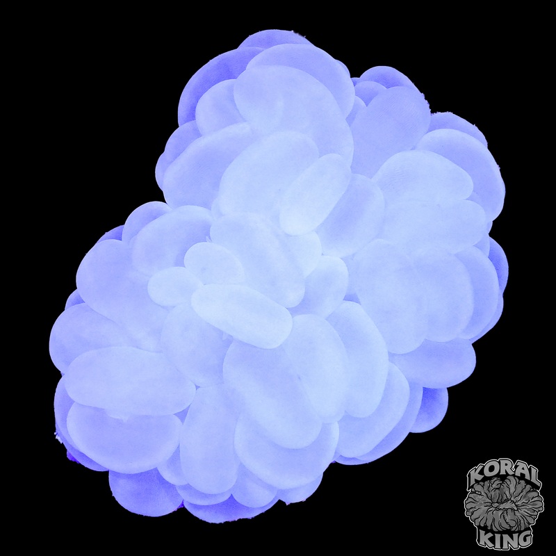 Snow White Bubble