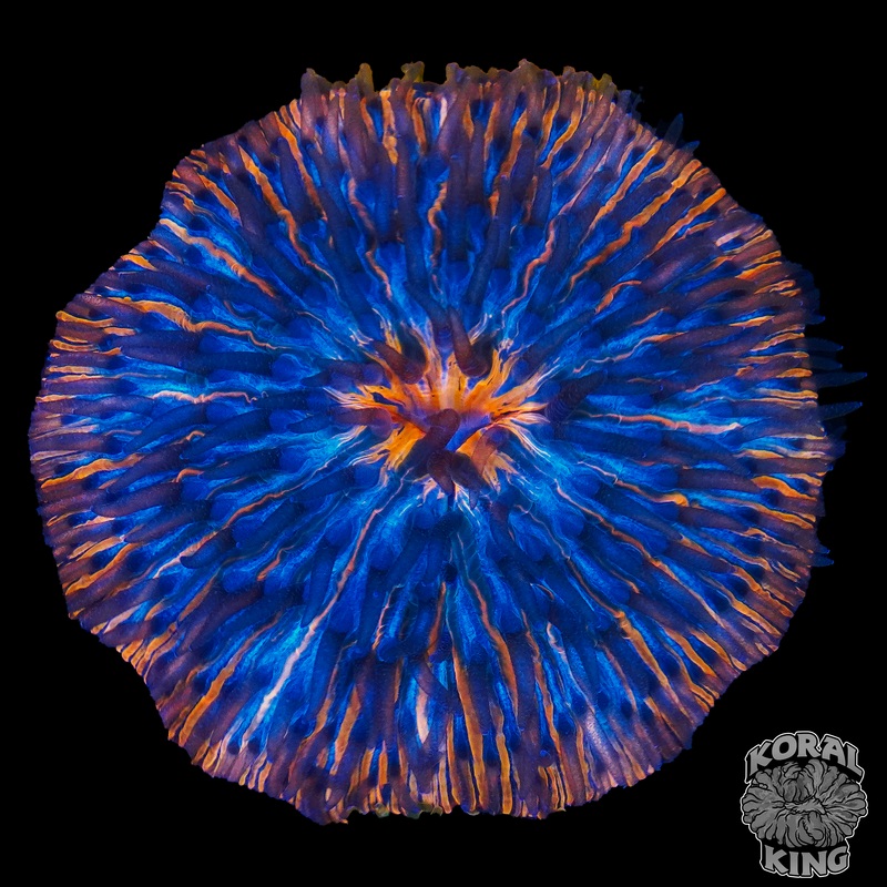 Solar Flare Symphony Plate