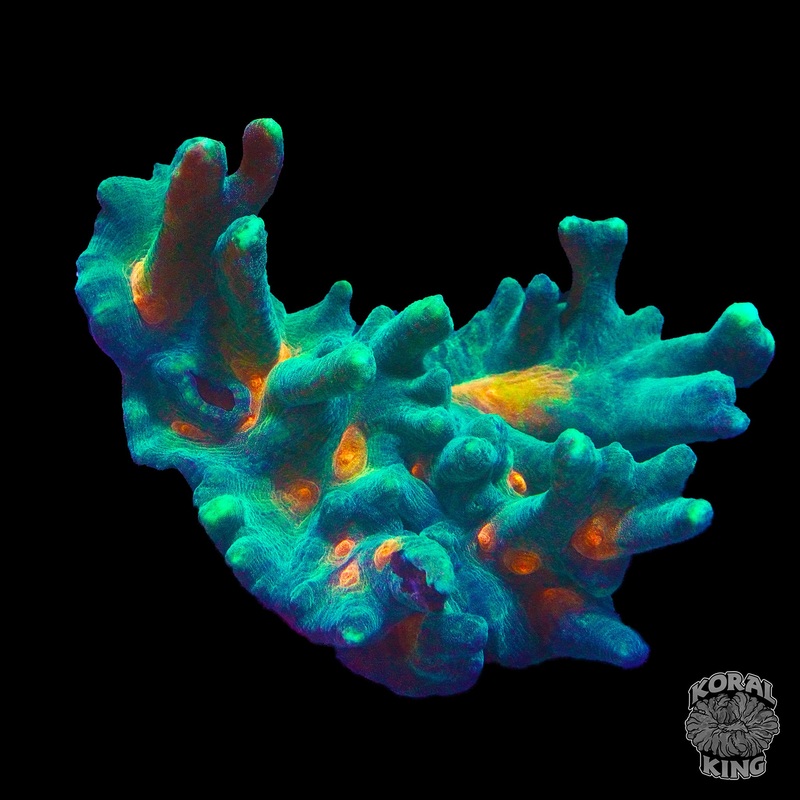 Space Invaders Pectina Colony