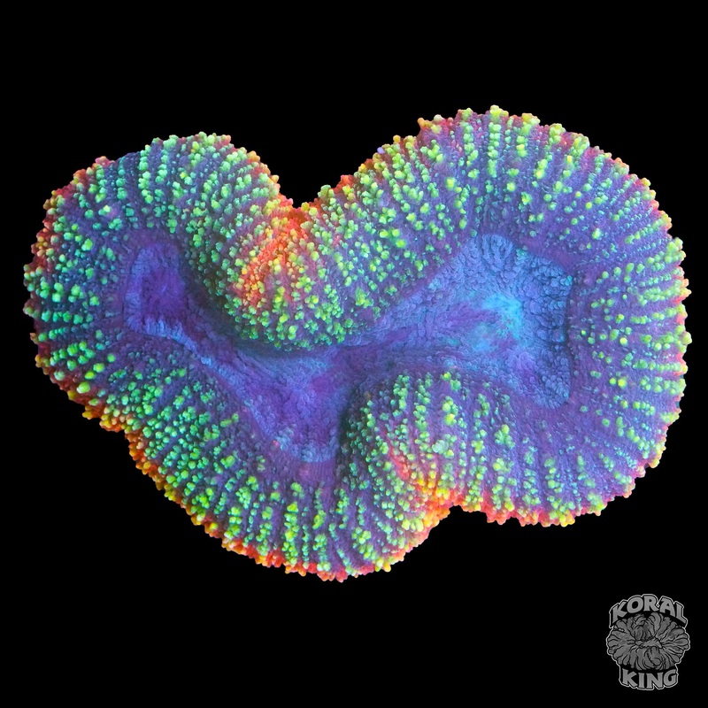 Starburst Lobophyllia