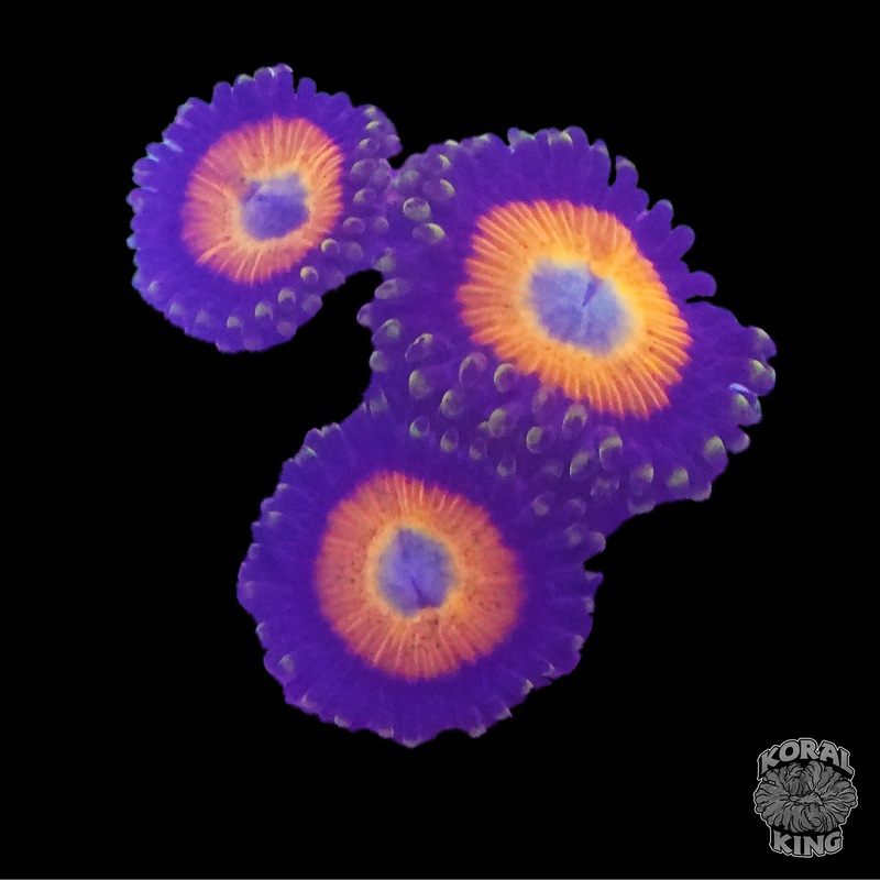 Sunflower Zoa