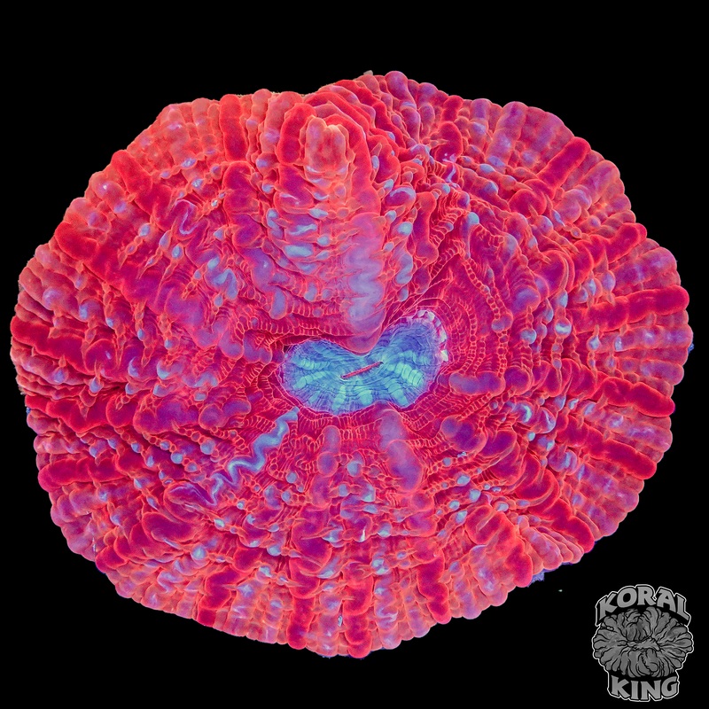 Superman Indophyllia