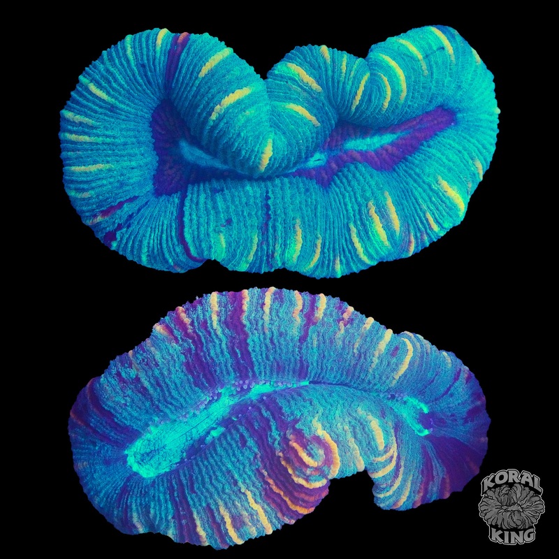 Trachy Colony Pair