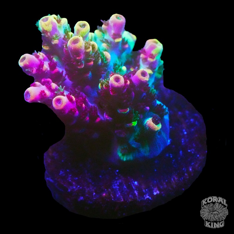 TSA Fruity Splice Acropora