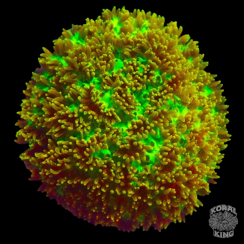 TSA Gamma Knife Hydnophora