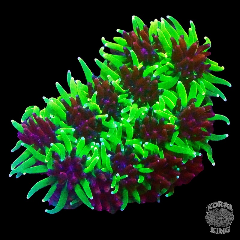TSA Mardi Gras Galaxia