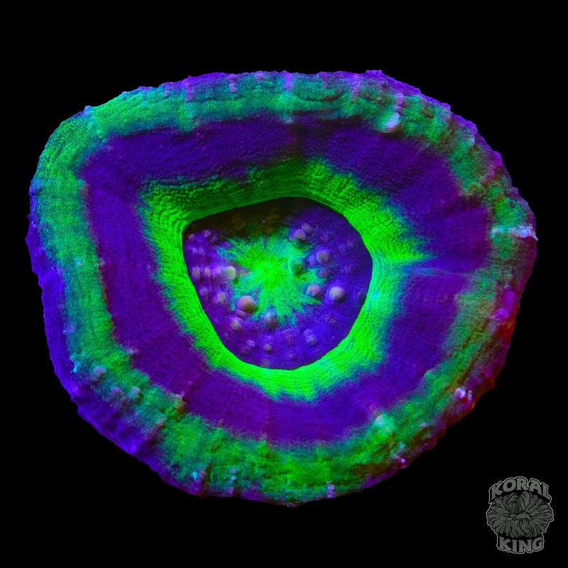 UFO Scoly