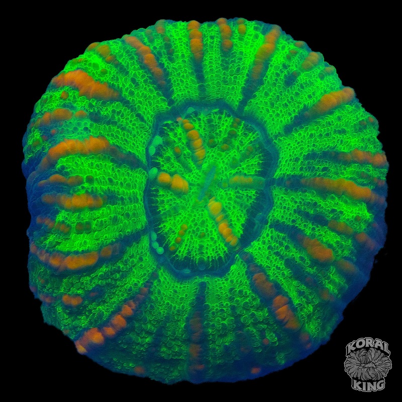 Ultra Green Button Scoly