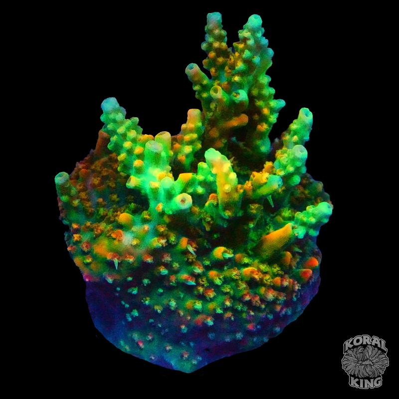 WWC Golden Dragon Acropora (WYSIWYG)