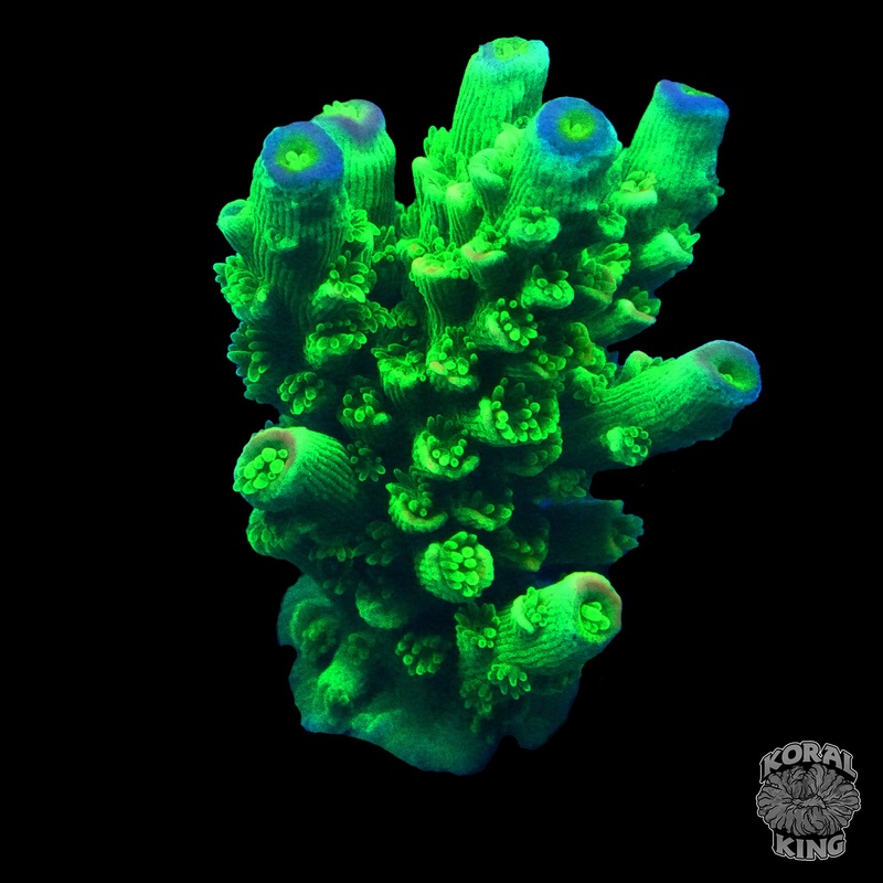 WWC Green Slimer Acropora