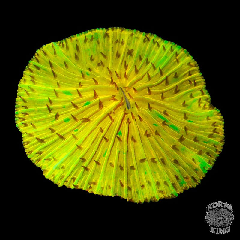 Yellow Diaseris Plate