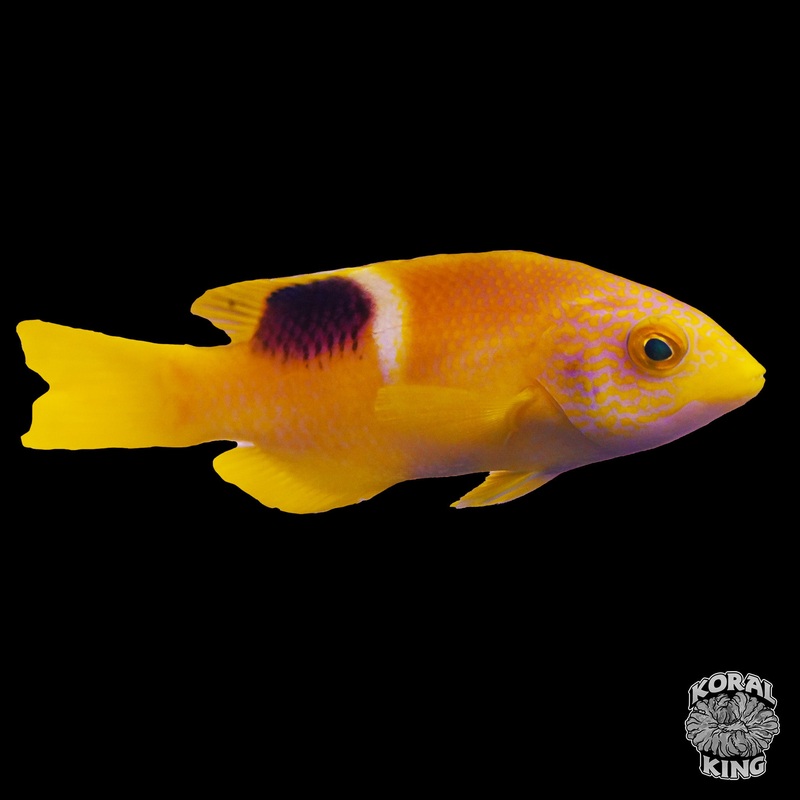 Banana Tusk Hog