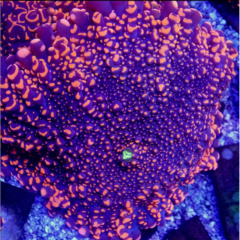 Beanbag Mushroom