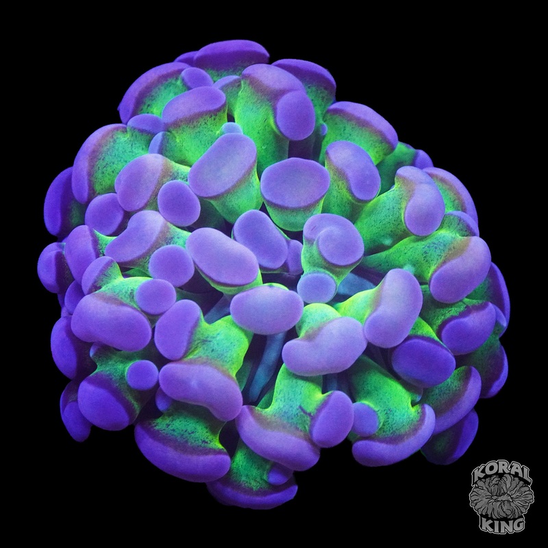 Bi-Color Hammer Frag
