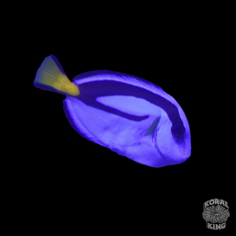 Blue Hippo Tang