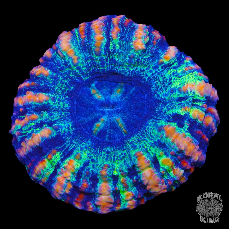 Blue Razz Button Scoly
