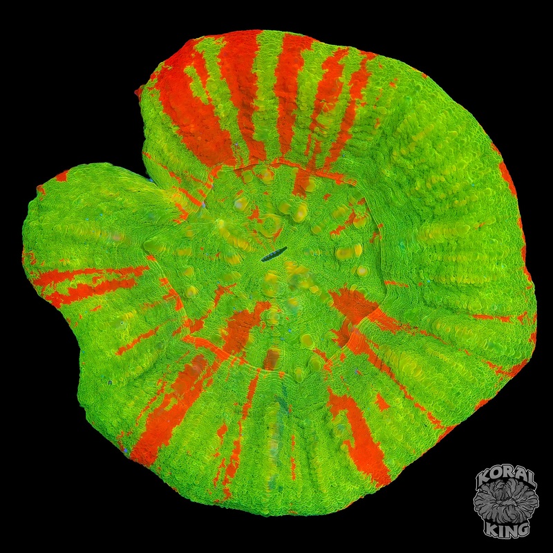 BRIGHT Bleeding Apple Scoly