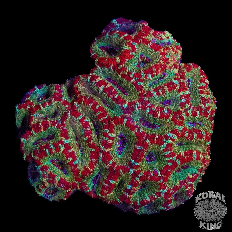 Candyland Aussie Lord Frag