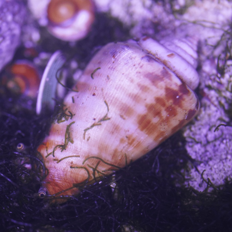 Conch