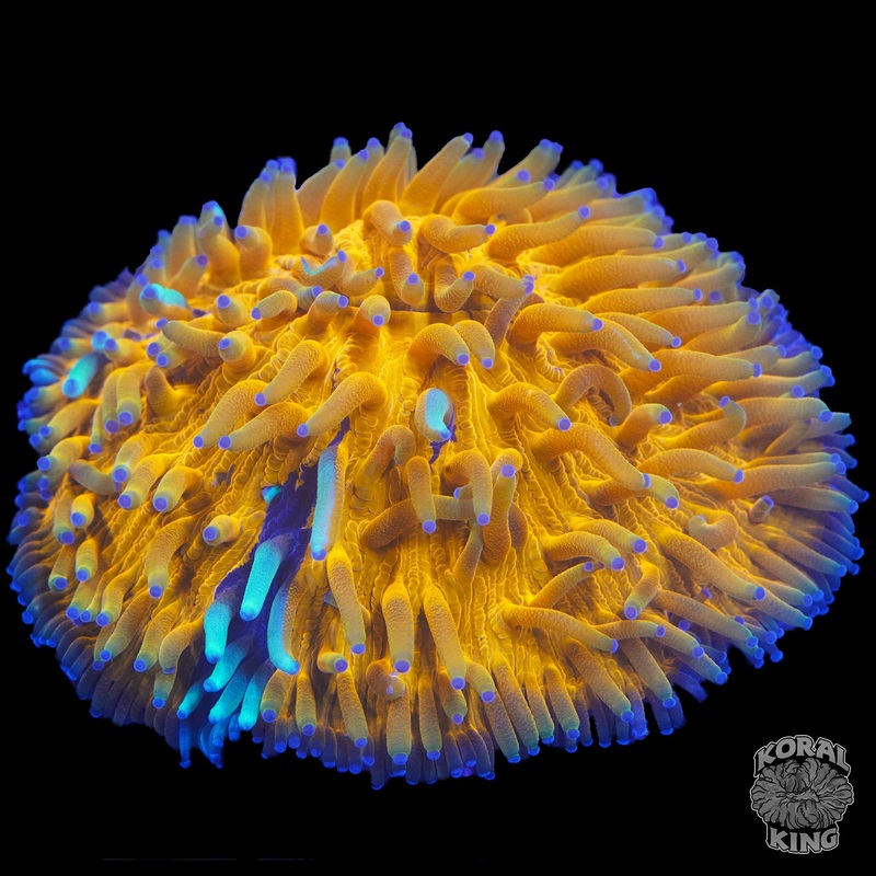 Corrupted Plate Coral