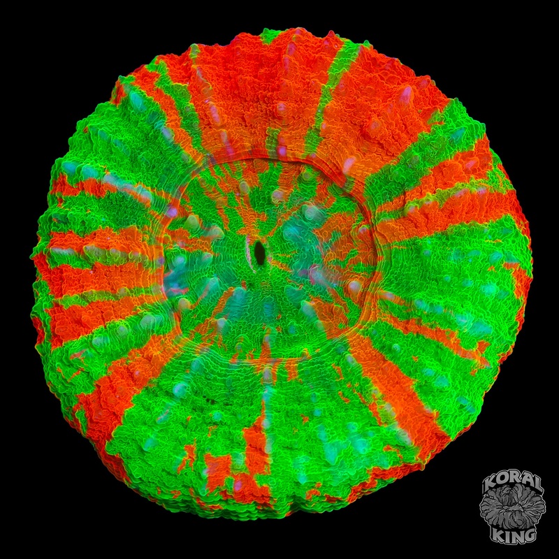 Creeping Bleeding Apple Scoly