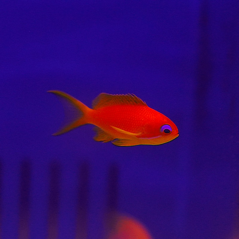 Dispar Anthias