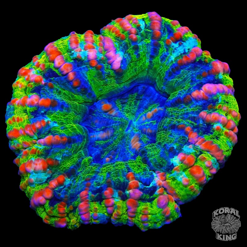 Galactic Storm Button Scoly