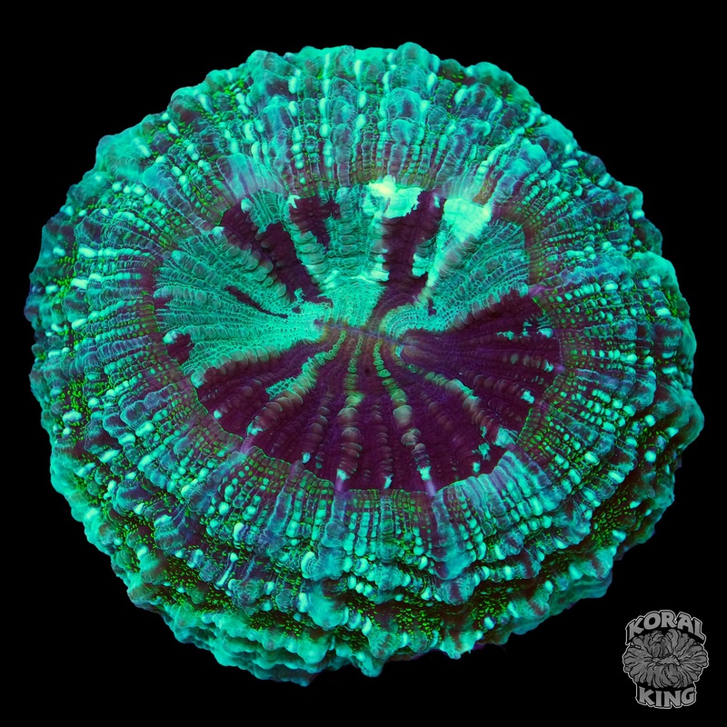 Glitter Aqua Acantho