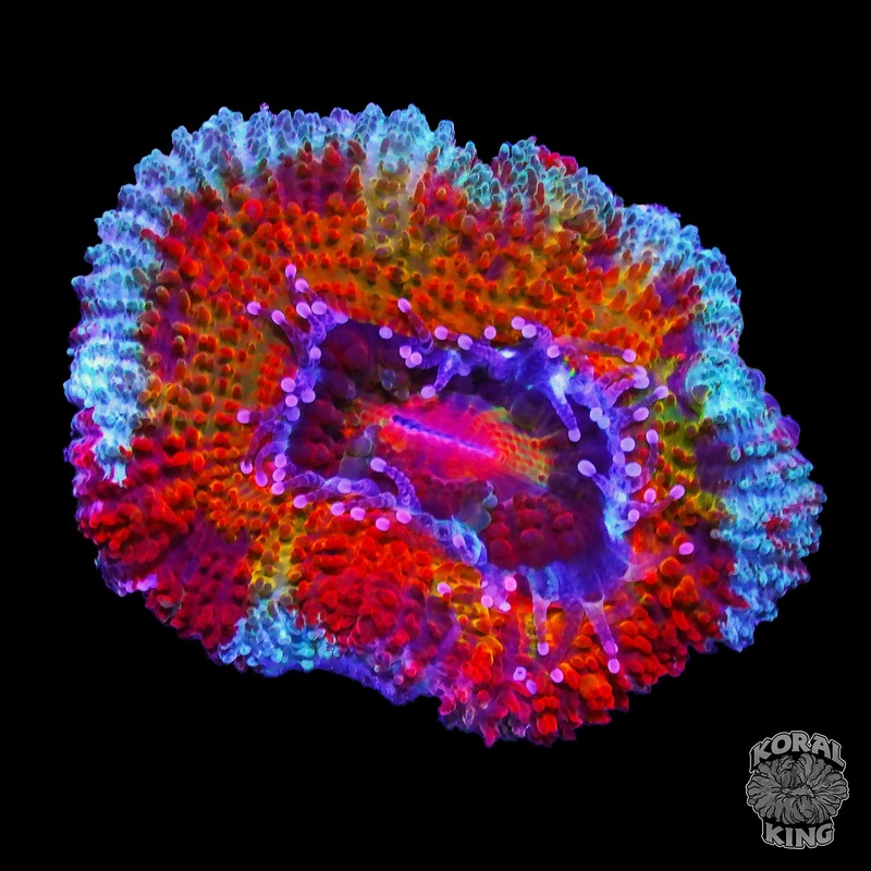 Grafted Aussie Lord Frag (WYSIWYG)