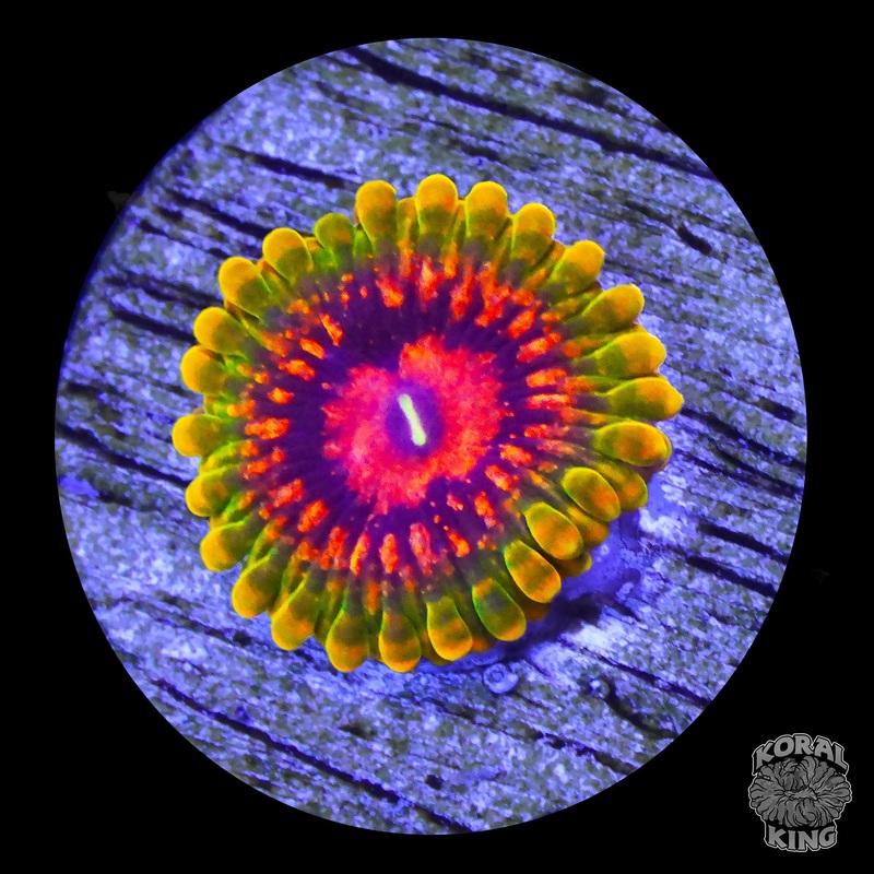 Grand Master Krakatoa Zoa