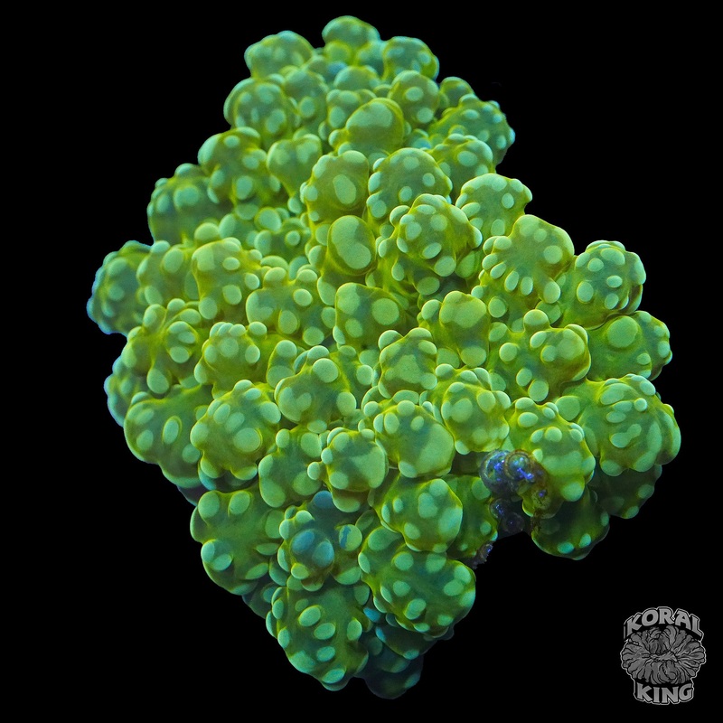 Green Lantern Frogspawn