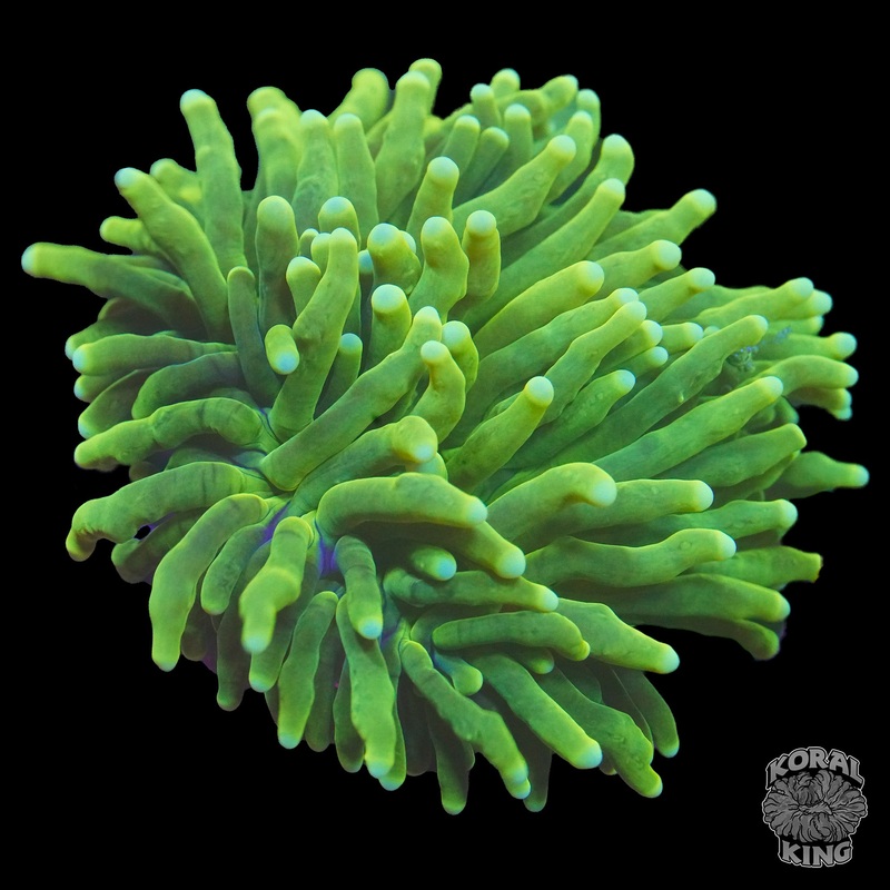 Green Torch