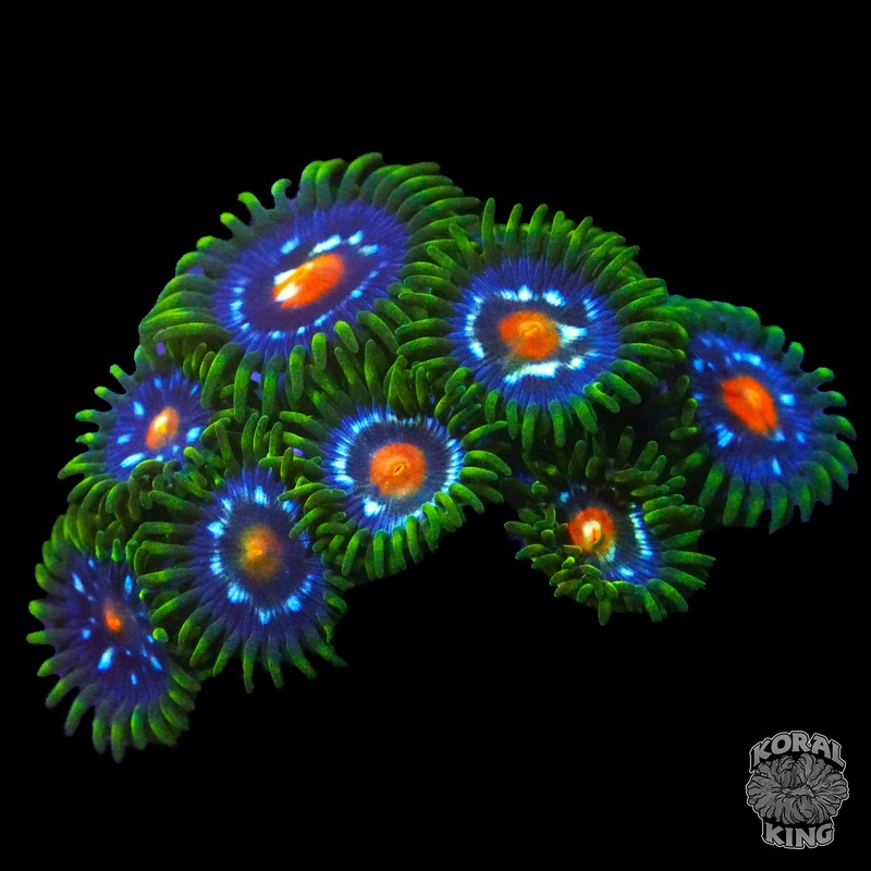 JF Stargazers Zoa