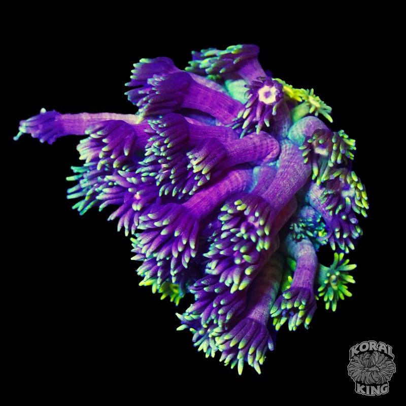 Joker Gonipora