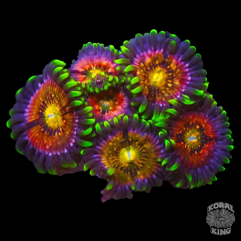 KK's Predator Zoa