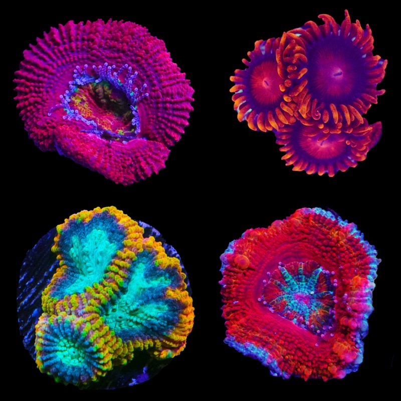 KK's Signature Rare Frag Pack (4 Frags)