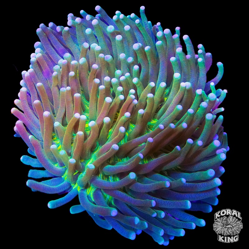 Long Tentacle Plate
