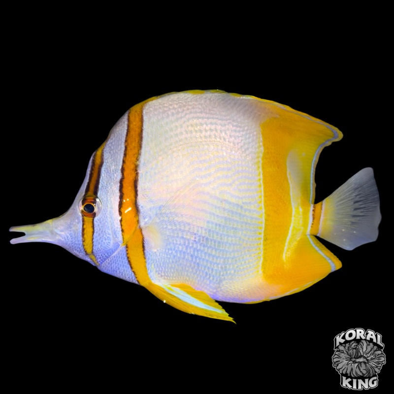 Marginalis Butterflyfish
