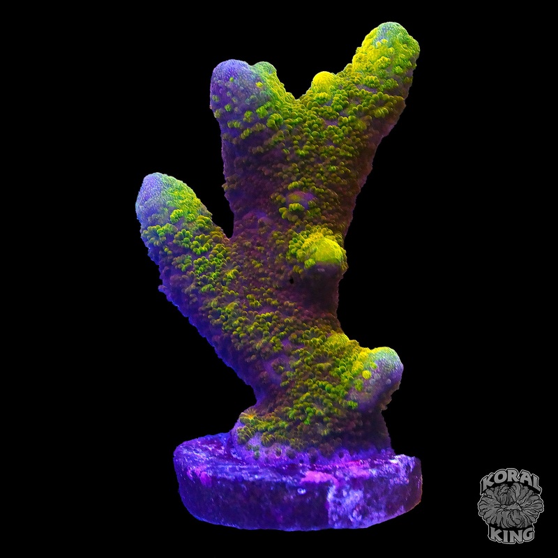 Montipora Digitata