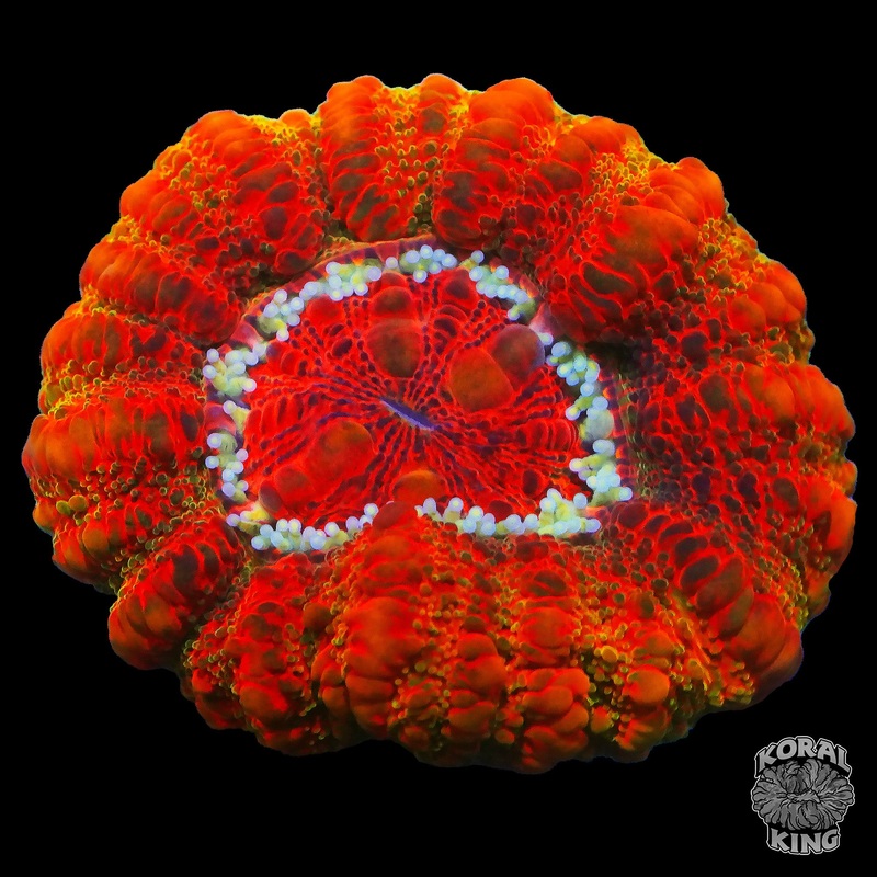 Orange Galaxy Button Scoly